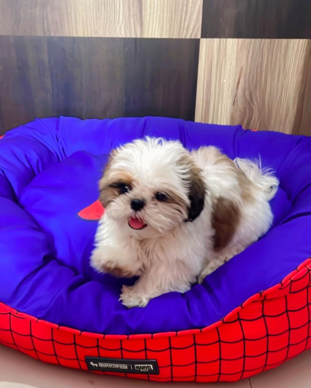 Dudo, weiblicher Shih Tzu Welpe
